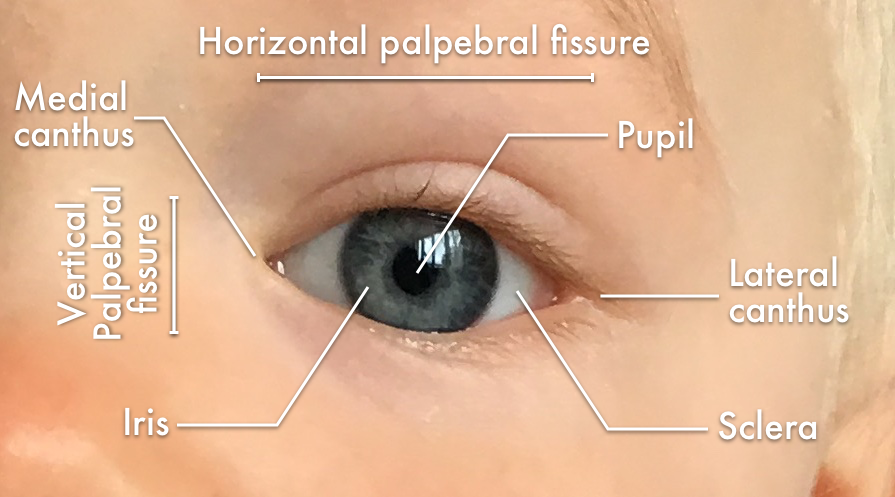 Illustration of the eye